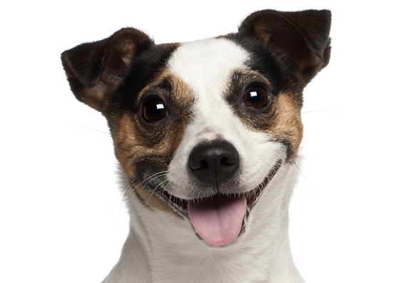 WordPress User Plugin \- Smiling Dog