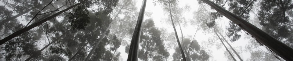 forest big 960x200