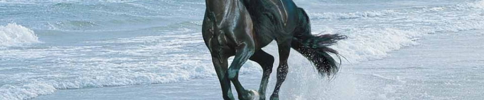 Awesome Black Horse Wallpaper 960x200