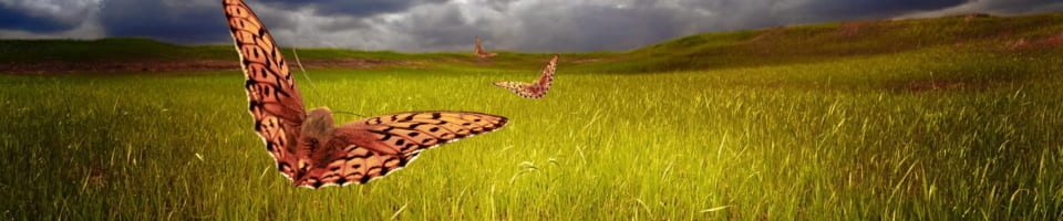 field the sky and butterflies 960x200