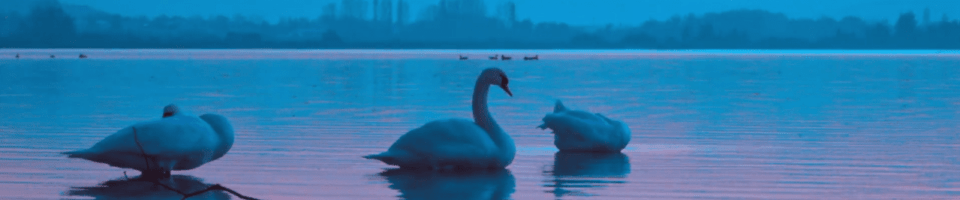 swansBG 960x200