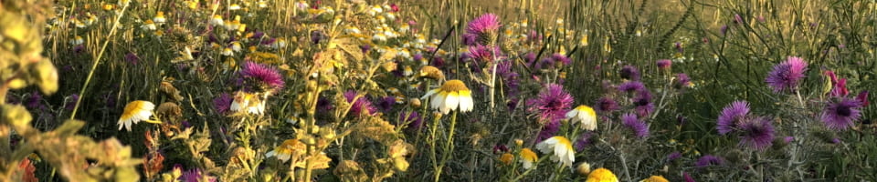 IMG 0359 960x200